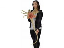 Alien - NECA - Facehugger Réplique à l\'échelle 1:1 (taille réélle)