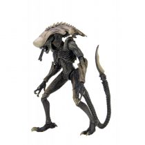 Alien vs Predator - NECA - Chrysalis Alien