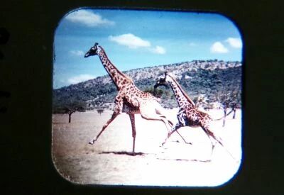 Animaux Sauvages d\'Afrique - 3 Disques View-Master 3D sans Pochette R�f. D 111-F