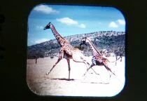 Animaux Sauvages d\'Afrique (Wild Animals of Africa) - 3 x View-Master Discs Set Loose Ref. D 111-F