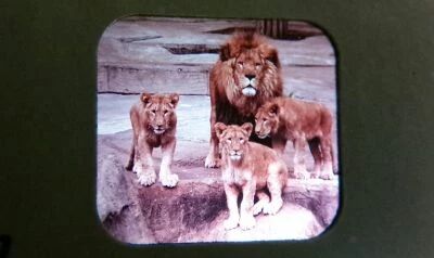 Animaux Sauvages du Monde Entier - 3 Disques View-Master 3D sans Pochette R�f. D 614-F