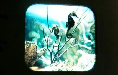 La Vie des Poissons Ichtyologie - 3 Disques View-Master 3D sans Pochette R�f. B 679-F
