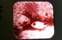 Les Merveilles des Mers (Seas Wonders) - 3 x View-Master Discs Set Loose Ref. B 612-F