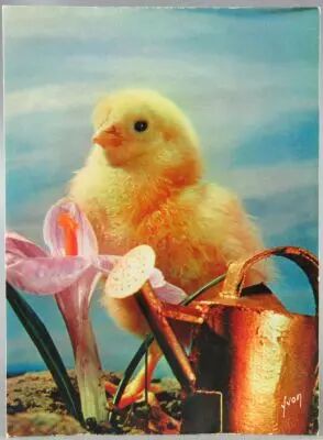 Les Poussins de Jean Tourane - Carte Postale Ortf Editions Yvon - N�74