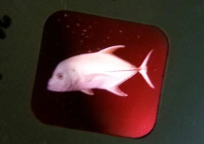 Les Secrets de la Mer - 3 Disques View-Master 3D sans Pochette R�f. D 118-F