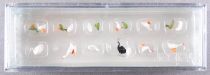 Preiser 14167 Ho Ducks Geese & Swans Mint in Box
