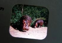 Safari - View-Master 3 Discs Set + Complet Story (GAF) Ref. ND 117 -F