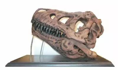 Tyrannosaurus Rex Skull T-REX